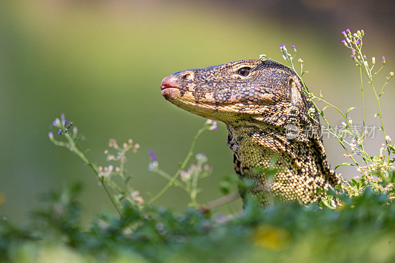 亚洲水监测器，Varanus salvator，在曼谷一个公园的草坪上